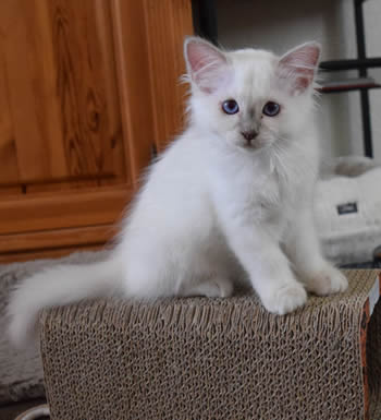 Pip